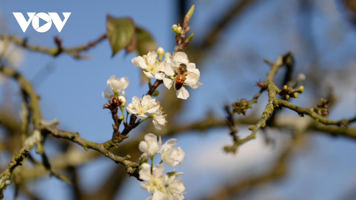 Plum blossoms signal spring arrives on Moc Chau Plateau